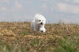 BICHON FRISE 134